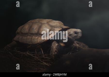 Tortue Chaco (Chelonoidis chilensis) ou tortue Argentine Banque D'Images