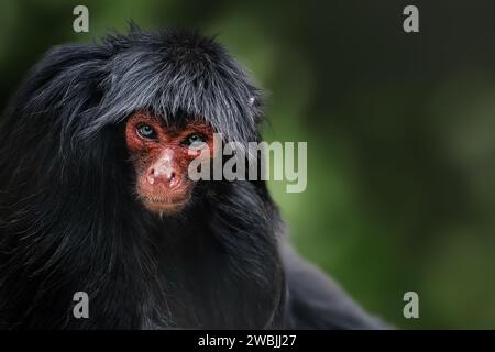Singe araignée à visage rouge (Ateles paniscus) Banque D'Images