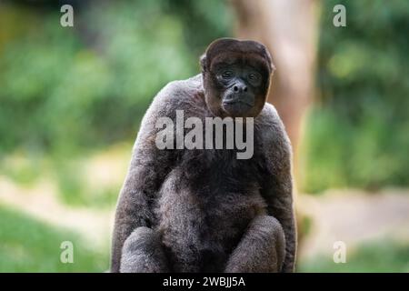 Singe laineux gris (Lagothrix cana) Banque D'Images