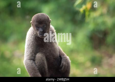 Jeune singe laineux gris (Lagothrix cana) Banque D'Images