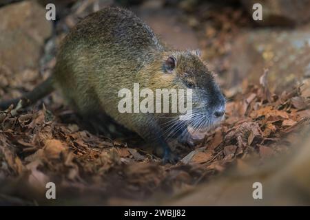 Coypu (Myocastor coypus) ou nutria - rongeur sud-américain Banque D'Images