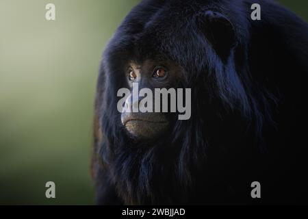 Bébé mâle Black Howler Monkey (Alouatta caraya) Banque D'Images