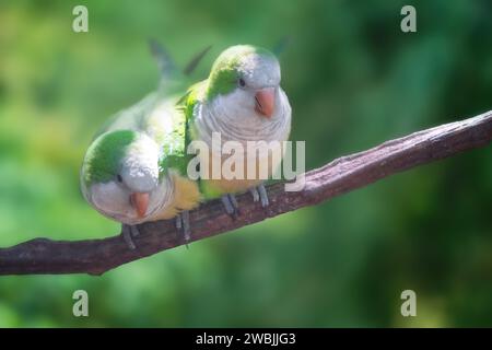 Couple Monk Parakeet (Myiopsitta monachus) Banque D'Images