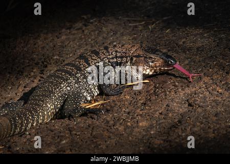 Lézard Tegu noir et blanc sortant d'une langue (Salvator merianae) Banque D'Images