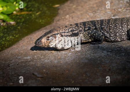 Lézard Tegu noir et blanc (Salvator merianae) Banque D'Images