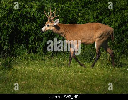 Cerf de cerf des marais (Blastocerus dichotomus) Banque D'Images