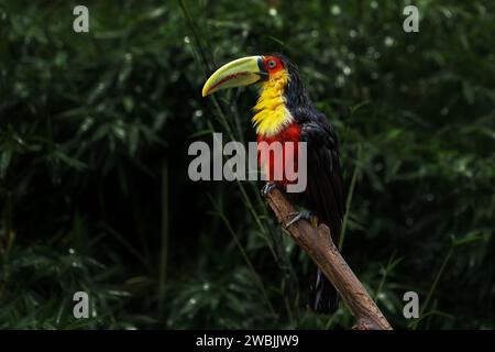 Trempage mouillé toucan à bouts rouges ou toucan à bec vert (Ramphastos dicolorus) Banque D'Images