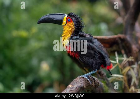 Trempage mouillé Toucan (Ramphastos vitellinus ariel) - Ariel Toucan Banque D'Images