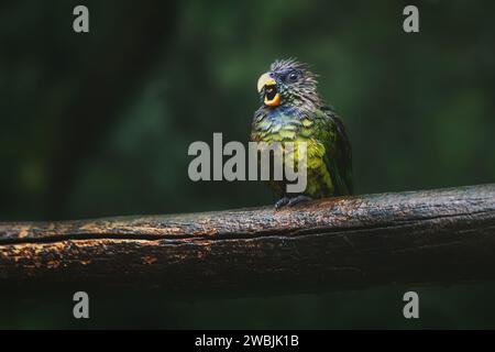 Trempage mouillé perroquet à tête écailleuse (Pionus maximiliani) Banque D'Images