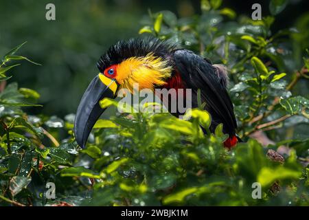 Trempage mouillé Toucan (Ramphastos vitellinus ariel) - Ariel Toucan Banque D'Images