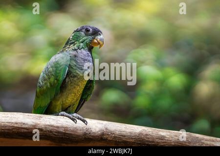 Perroquet à tête écailleuse (Pionus maximiliani) Banque D'Images