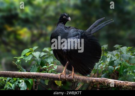 Curassow à bec rouge femelle (Crax blumenbachii) Banque D'Images