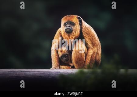 Mère et enfant du singe hurleur noir (Alouatta caraya) Banque D'Images