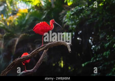 Oiseau ibis écarlate (Eudocimus ruber) Banque D'Images