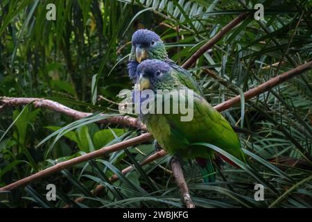 Paire de perroquets à tête écailleuse (Pionus maximiliani) Banque D'Images