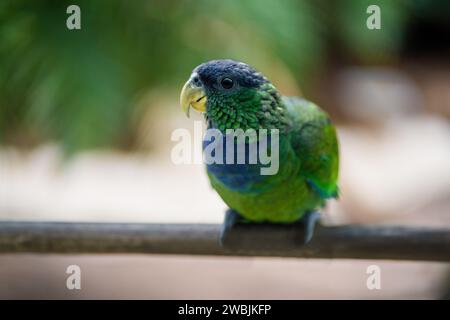 Perroquet à tête écailleuse (Pionus maximiliani) Banque D'Images