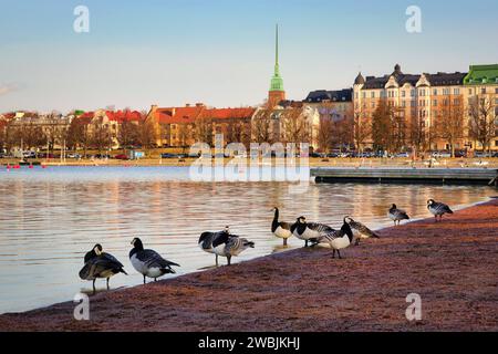 Les oies du Barnacle, Branta leucopsis, sur la plage d'Uunisaari, Helsinki, Finlande tôt un matin de printemps. Avril 2021. Banque D'Images