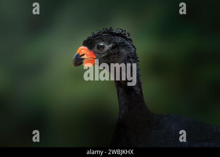 Curassow à bec rouge mâle (Crax blumenbachii) Banque D'Images