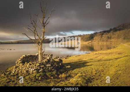 Malham Tarn est un lac glaciaire près du village de Malham dans les vallées du Yorkshire, Angleterre. Le lac est l'un des huit lacs alcalins des hautes terres en Europ Banque D'Images