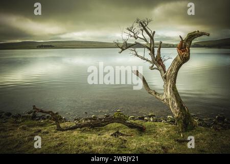 Malham Tarn est un lac glaciaire près du village de Malham dans les vallées du Yorkshire, Angleterre. Le lac est l'un des huit lacs alcalins des hautes terres en Europ Banque D'Images