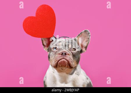 Chien Bulldog français portant le bandeau de Saint-Valentin avec grand coeur rouge sur fond rose Banque D'Images