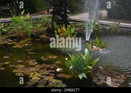 Fontaine avec plantes aquatiques fleuries dans le jardin botanique Banque D'Images