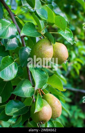 Pears organiques. Poires parfumées juteuses sur le fond de la nature après la pluie. Poire sur l'arbre foyer sélectif sur les poires. Banque D'Images