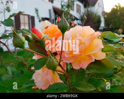 Rosier dans le jardin avant Banque D'Images