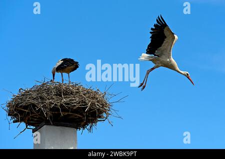 Soin des couvées de cigognes blanches (Ciconia ciconia), oiseau adulte s'éloigne du nid sur une cheminée, Rust, Burgenland, Autriche Banque D'Images