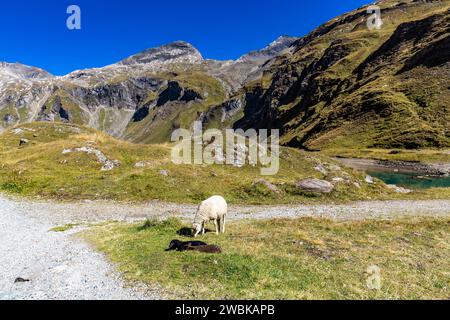 Brebis et deux agneaux, barrage au réservoir de Naßfeld, Schartenkopf 2857 m, Spielmann 327 m et Untere Pfandlscharte, Grossglockner High Alpine Road, Hohe Tauern National Park, Autriche, Europe Banque D'Images