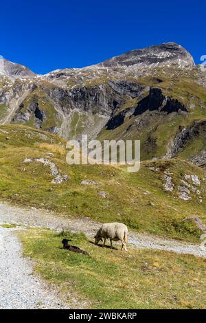 Brebis et deux agneaux, barrage au réservoir de Naßfeld, Schartenkopf 2857 m, route des hautes Alpes Grossglockner, parc national Hohe Tauern, Autriche, Europe Banque D'Images