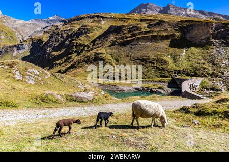 Brebis et deux agneaux, barrage au réservoir de Naßfeld, Schartenkopf 2857 m, Spielmann 327 m et Untere Pfandlscharte, Grossglockner High Alpine Road, Hohe Tauern National Park, Autriche, Europe Banque D'Images