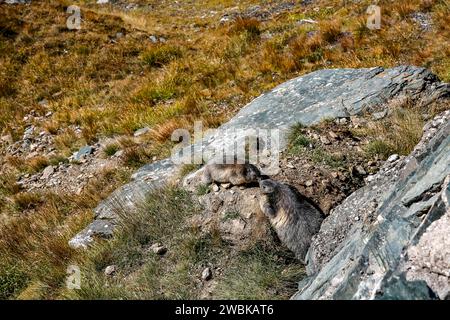 Marmottes, Kaiser-Franz-Josefs-Höhe, Großglockner, Parc National Hohe Tauern, Autriche Banque D'Images