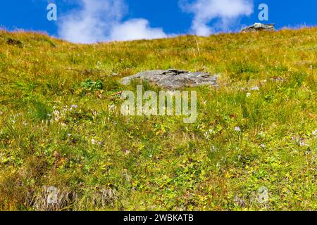 Gentiane frangée, Gentianella, délicates fleurs alpines violettes, Kaiser-Panoramaweg, Grossglockner High Alpine Road, Hohe Tauern National Park, Carinthie, Autriche Banque D'Images