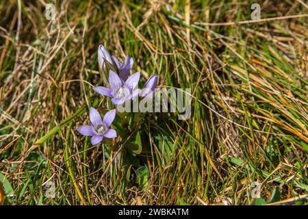 Gentiane frangée, Gentianella, délicates fleurs alpines violettes, Kaiser-Panoramaweg, Grossglockner High Alpine Road, Hohe Tauern National Park, Carinthie, Autriche Banque D'Images