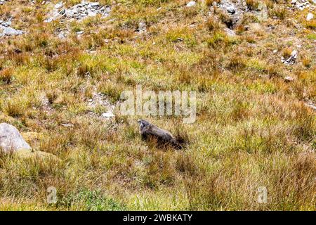 Marmot, Kaiser-Franz-Josefs-Höhe, Großglockner, Parc National Hohe Tauern, Autriche Banque D'Images