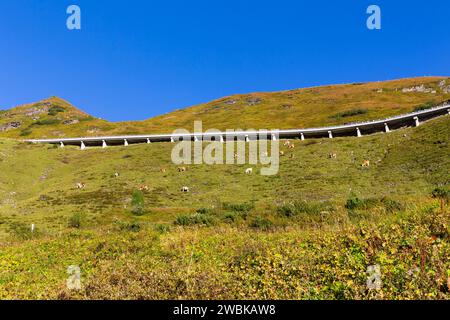 Vaches sur les pâturages de montagne, Grossglockner High Alpine Road, Hohe Tauern National Park, Autriche, Europe Banque D'Images