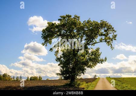 Arrière-pays de Dachau près de Bergkirchen, district de Dachau, Bavière, Allemagne Banque D'Images