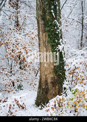 Paysage hivernal, forêt, détail avec tronc d'arbre couvert de lierre Banque D'Images
