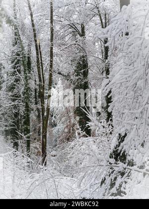 Paysage d'hiver dans une vague de neige Banque D'Images