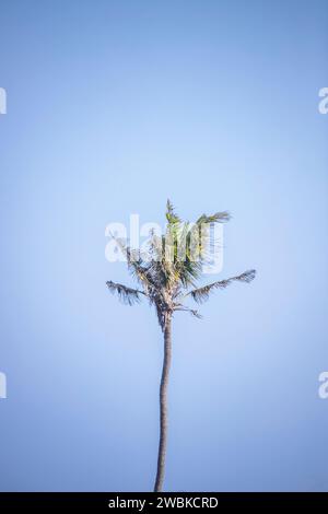 Grand palmier autoportant contre un ciel bleu à Ubud, Bali Banque D'Images