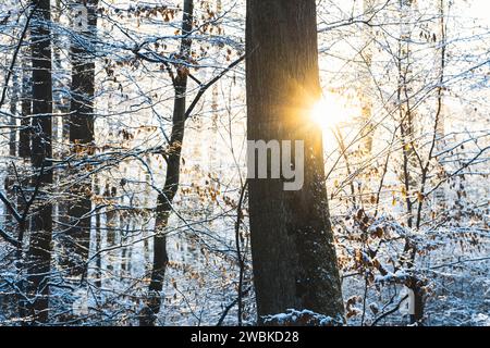 Le soleil brille dans la forêt hivernale, la neige repose sur les branches des hêtres, un tronc d'arbre au premier plan Banque D'Images