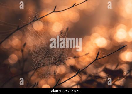 Une toile d'araignée dans une forêt d'automne, les feuilles couvertes de rosée reflétant la lumière du soleil Banque D'Images