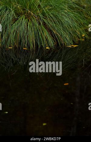 Monticule d'herbe dans un étang, Réserve naturelle de Moosbachtal, Parc naturel de la forêt du Palatinat, Réserve de biosphère de la forêt du Palatinat-Vosges du Nord, Allemagne, Rhénanie-Palatinat Banque D'Images