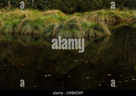 Monticule d'herbe dans un étang, Réserve naturelle de Moosbachtal, Parc naturel de la forêt du Palatinat, Réserve de biosphère de la forêt du Palatinat-Vosges du Nord, Allemagne, Rhénanie-Palatinat Banque D'Images