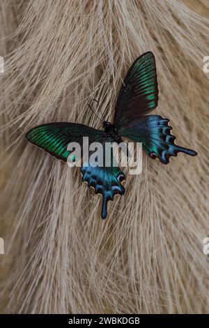 Papillon turquoise sur l'herbe de pampas Banque D'Images