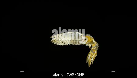 Barn Owl, tyto alba, adulte en vol, Normandie en France Banque D'Images