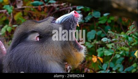 Mandrill, Mandrillus sphinx, Portrait de bâillements masculins Banque D'Images