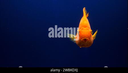 Midas Cichlid, amphilophus citrinellus, poissons nageant dans un aquarium d'eau douce Banque D'Images