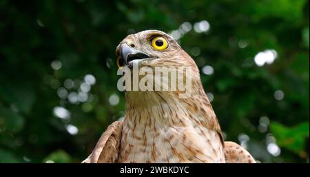 European Sparrowhawk, accipiter nisus, Portrait d'adulte, Normandie Banque D'Images